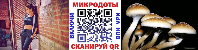 даркнет состав  Лениногорск  Псилоцибиновые грибы мицелий 